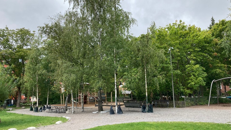 En park med grusgång, träd och bänkar. I bakgrunden syns en lekplats med en klätterställning.